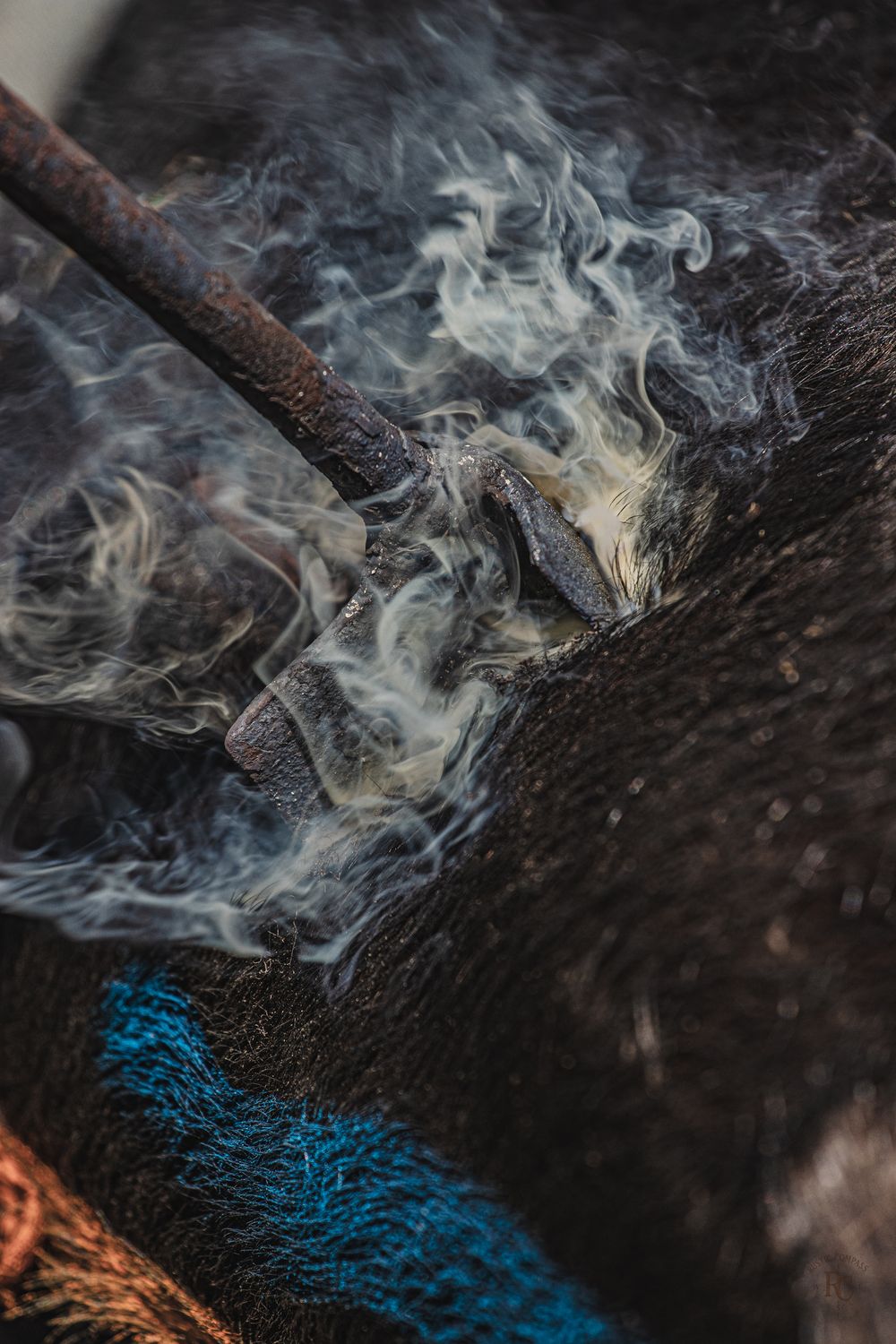 Smokey branding iron on a black angus calf during southern alberta branding season
