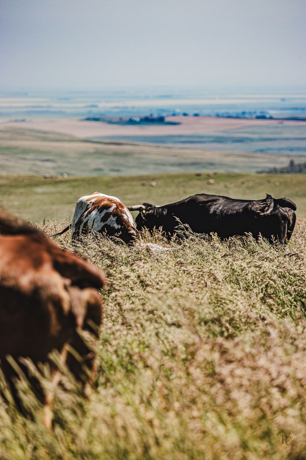 Rolling hills covered in golden grass stretch to the horizon under a clear blue sky in a pastoral rural landscape with cattle grazing