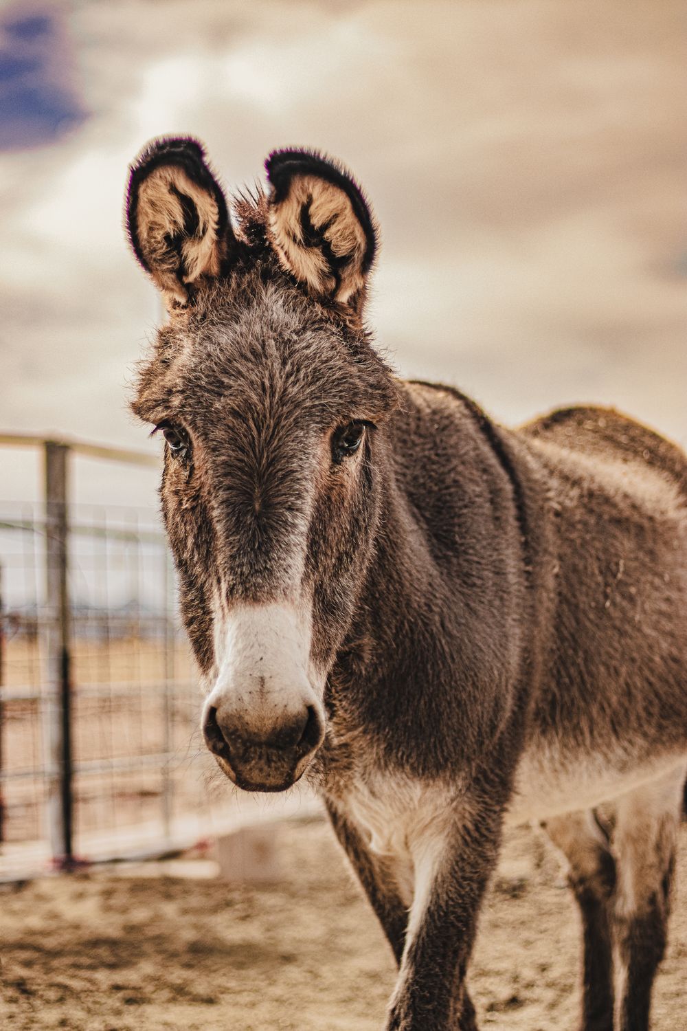 A brown donkey with large ears stands near a fence, looking directly at the camera with curious expression.