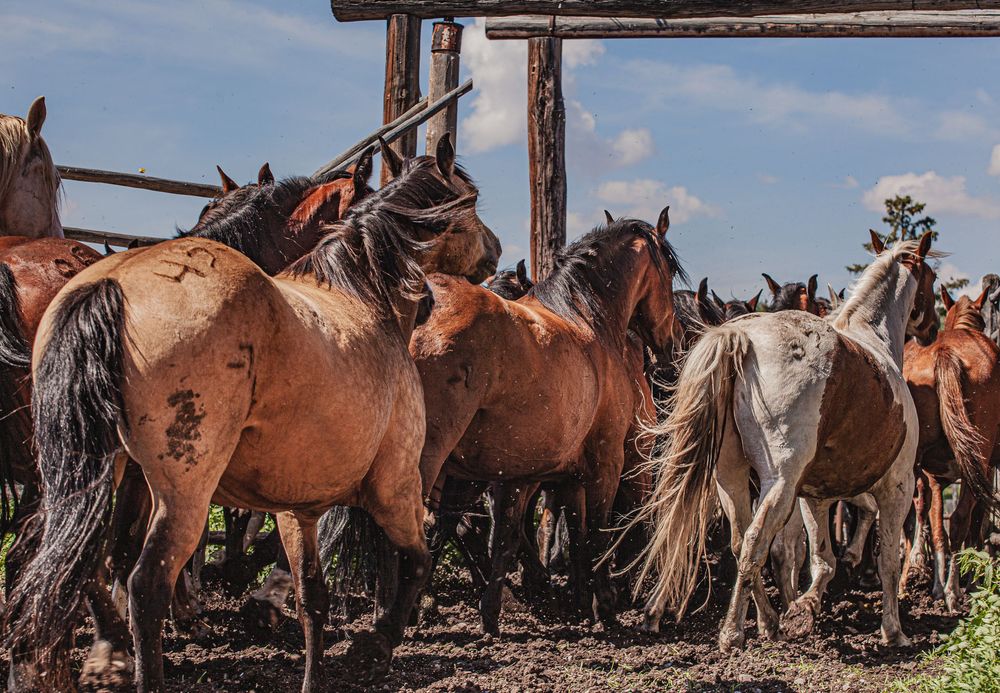 bucking horses being gathered and sorted off for their next southern alberta rodeo