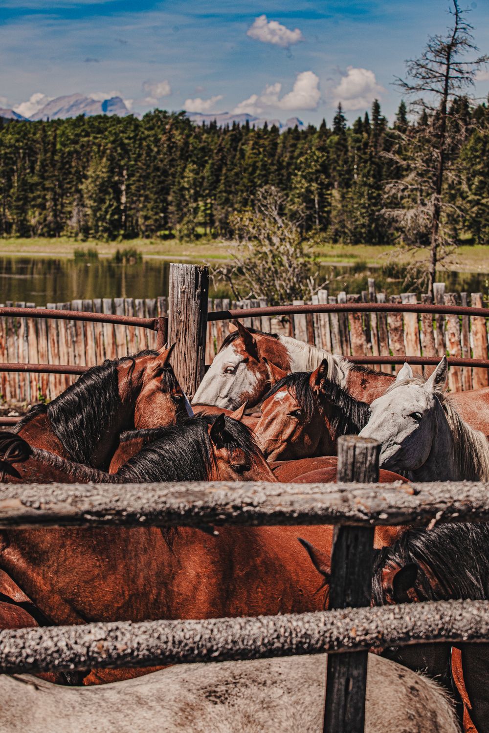 bucking horses corralled and waiting to be sorted for their next southern alberta rodeo
