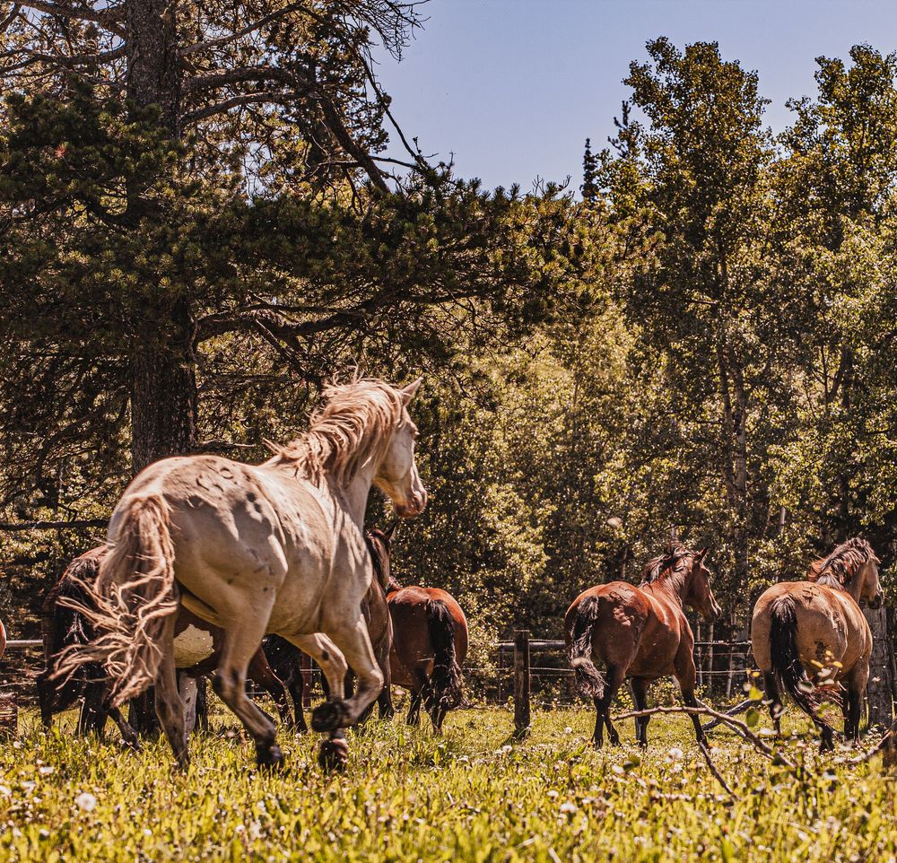 A panoramic view of wild horses running together through a yellow meadow with trees in the background.
