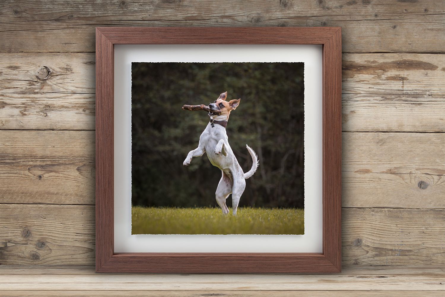 Framed photograph of dog jumping high to catch a ball.