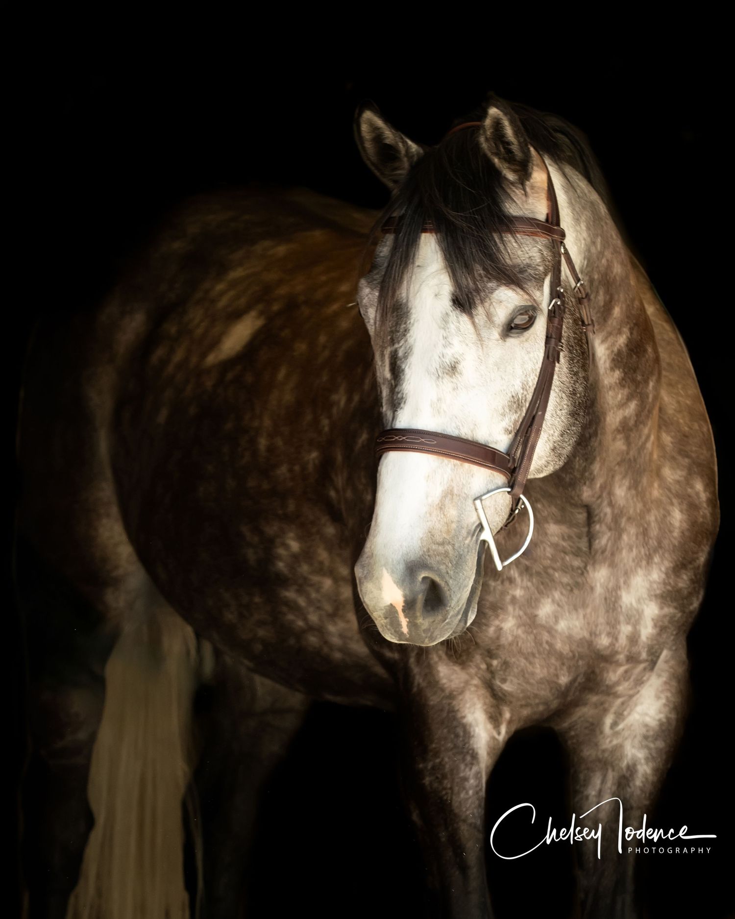 Horse head portrait showing shiny coat for professional equine photos