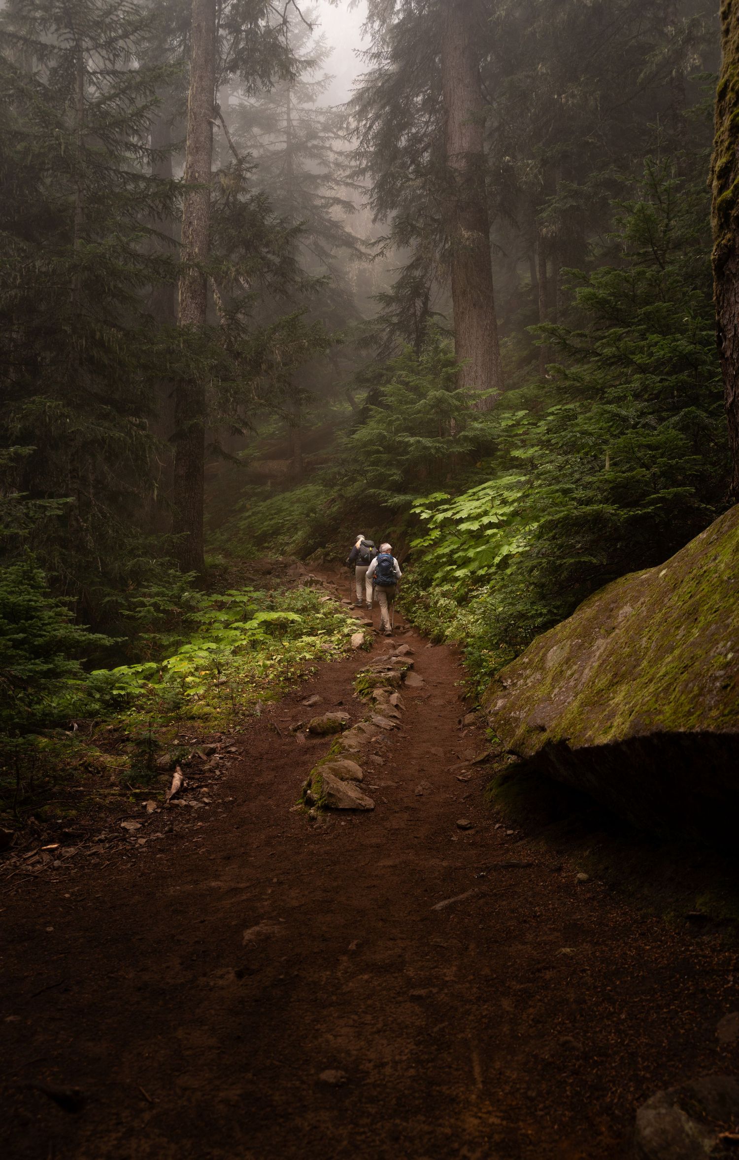 Two hikers walk along a winding dirt trail through a dense, misty forest with towering evergreen trees and mossy rocks.