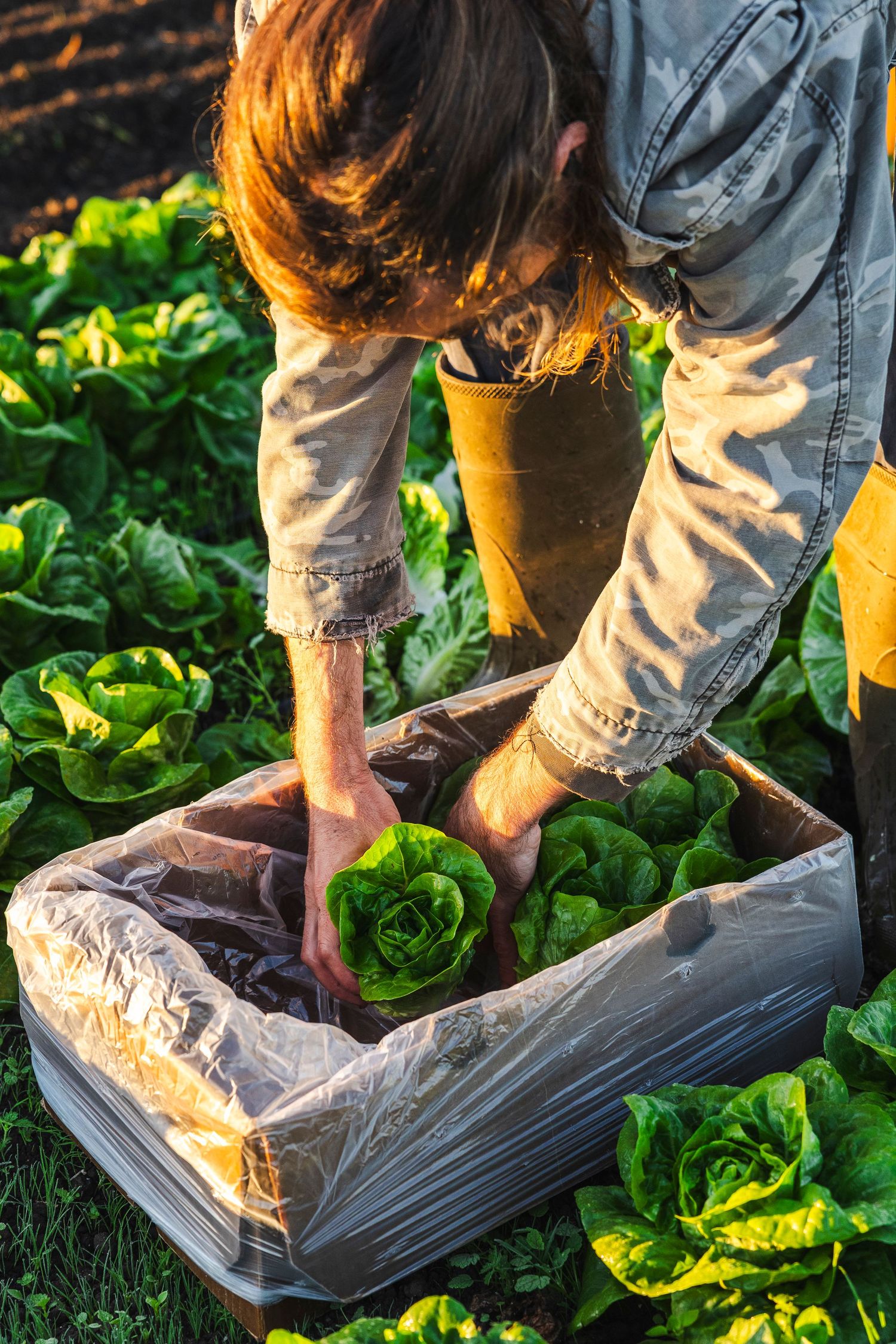 A gardener harvests fresh green lettuce heads from a raised garden bed lined with plastic in golden sunlight.