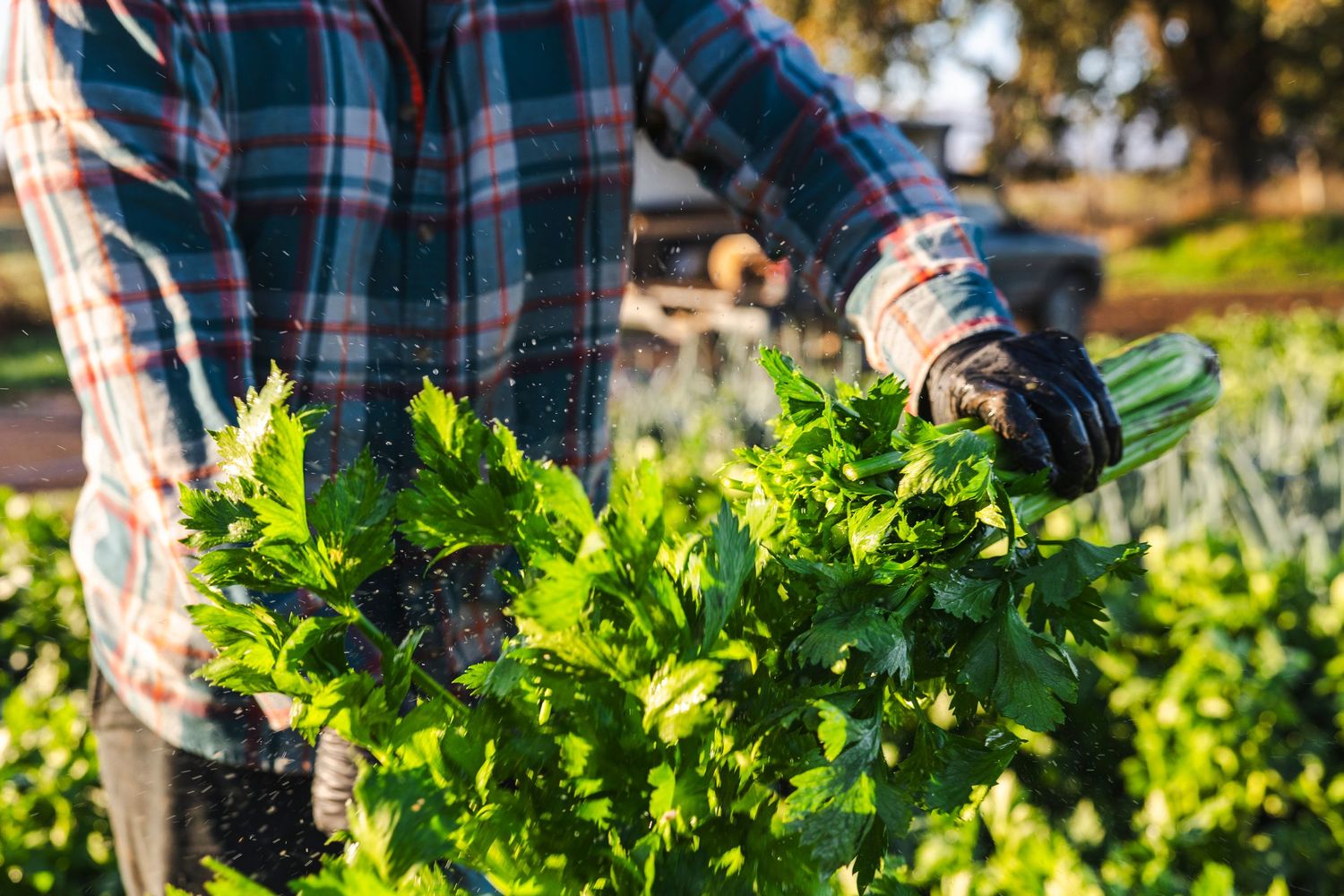 A gardener in a plaid shirt harvests fresh green lettuce from a sunny vegetable garden.