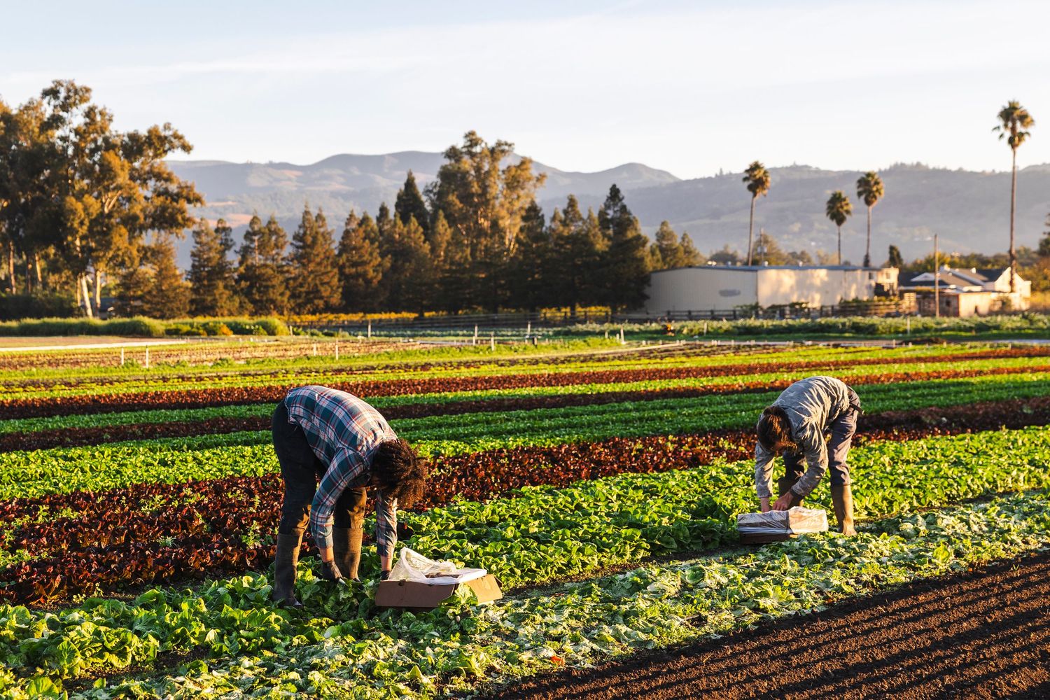 Farm workers tend to rows of crops in a fertile agricultural field with mountains visible in the background.