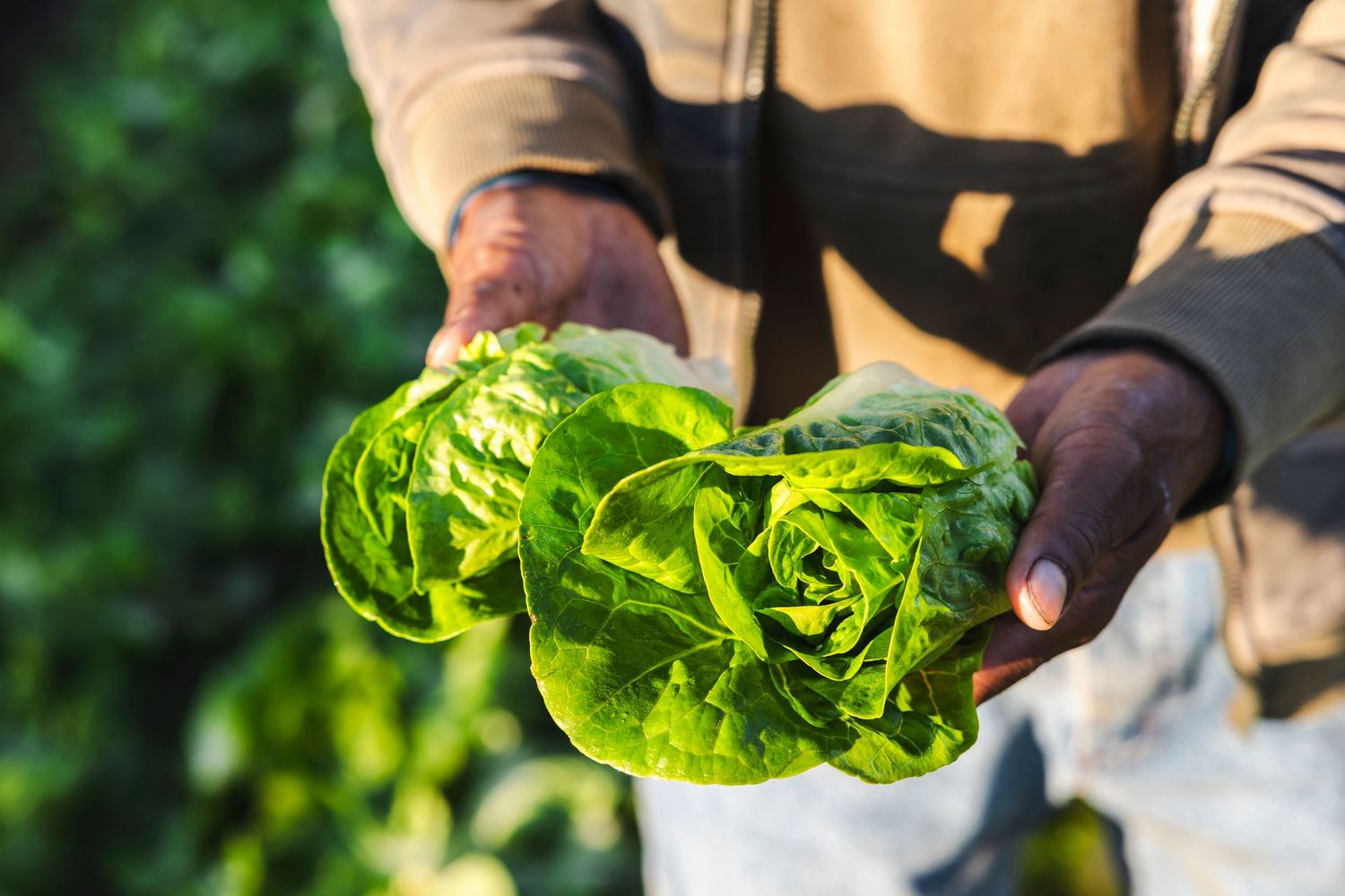 Hands in brown sleeves holding two fresh heads of butter lettuce harvested from a garden.
