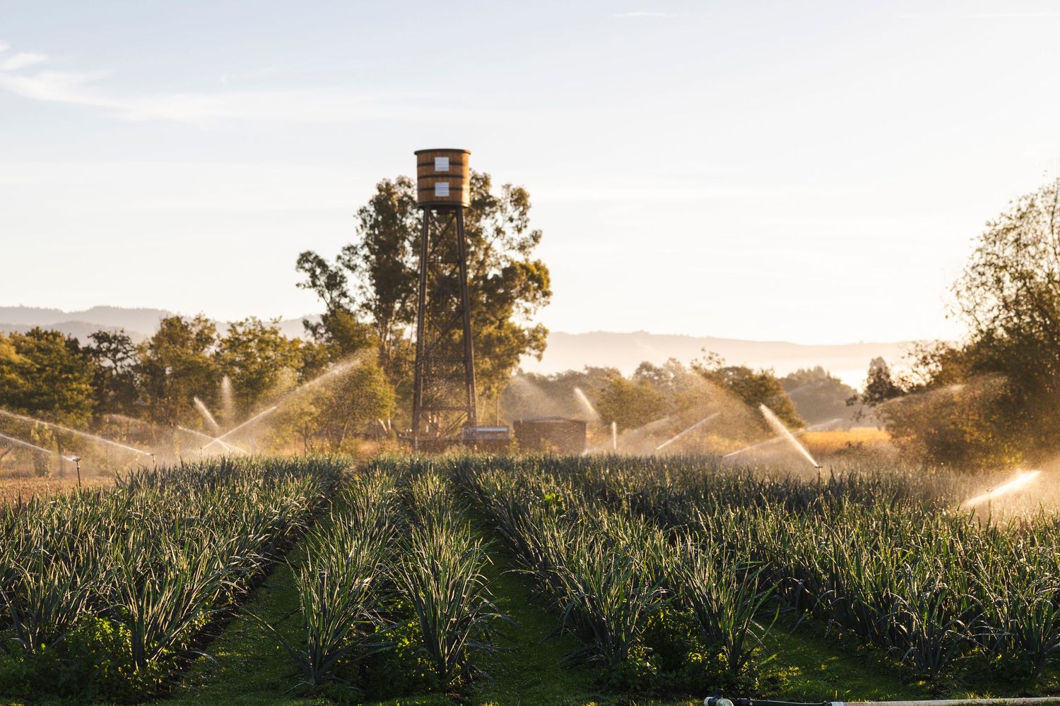 Irrigation sprinklers water a green agricultural field at sunset with sunbeams streaming through trees in the background.