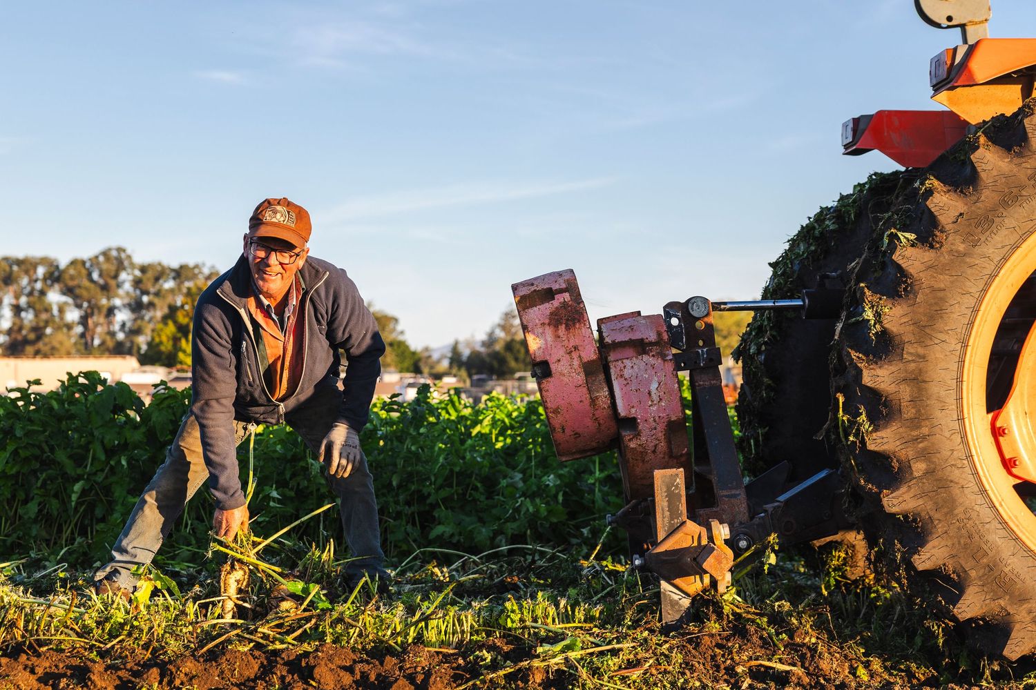 A farmer works in a tobacco field during harvest season next to a red tractor at sunset.