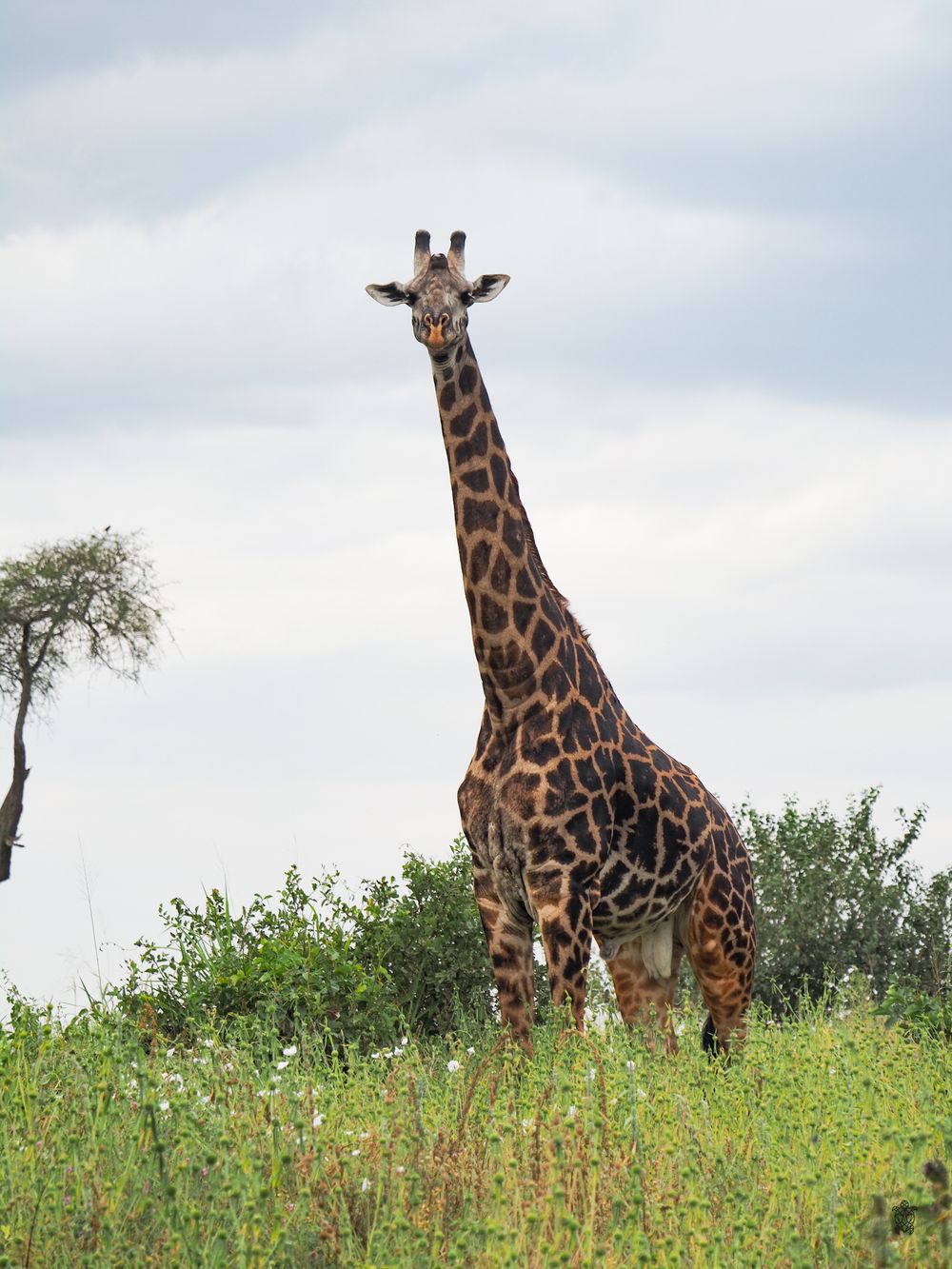 Group of tall giraffes standing among green vegetation against cloudy sky in African savanna.