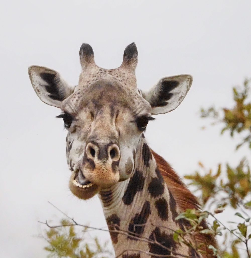 Close-up portrait of a giraffe's face showing distinctive spotted pattern and long eyelashes.