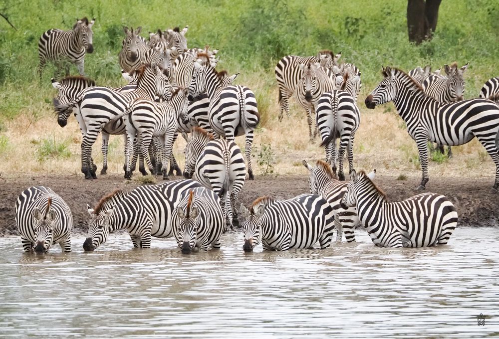 Group of zebras drinking and wading at a waterhole in the African savanna.