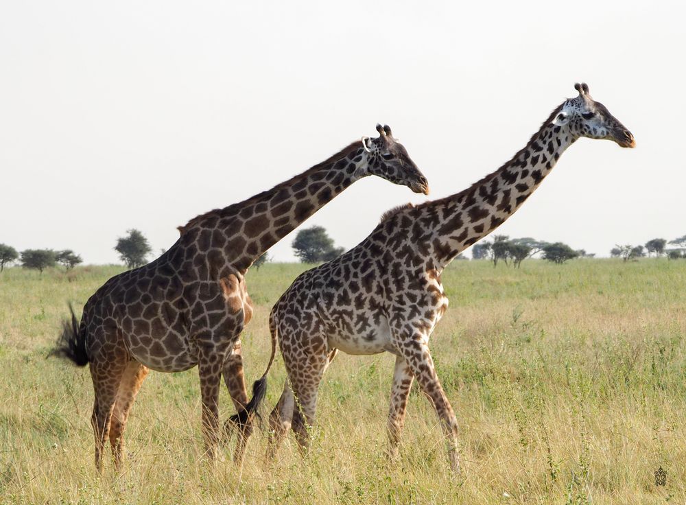 Herd of giraffes walking through tall grass in African savanna landscape.