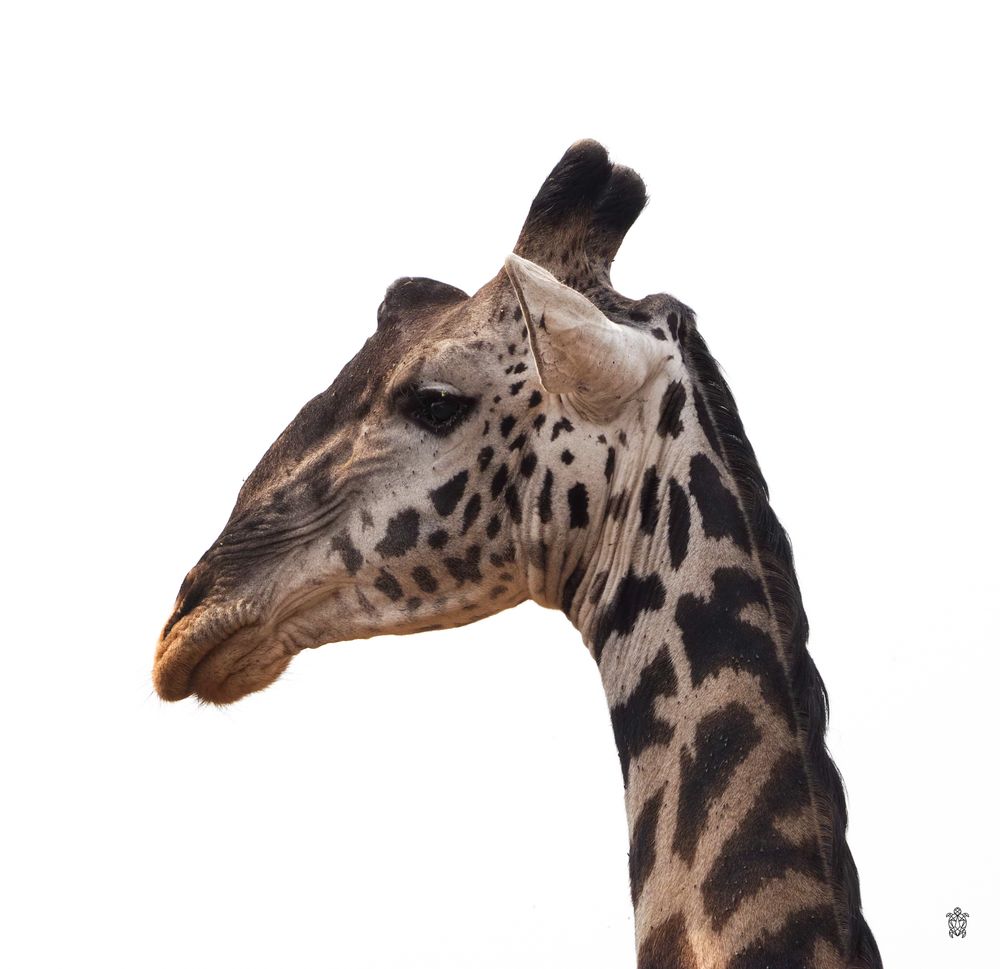 Close-up detail of giraffe's spotted coat pattern and neck.