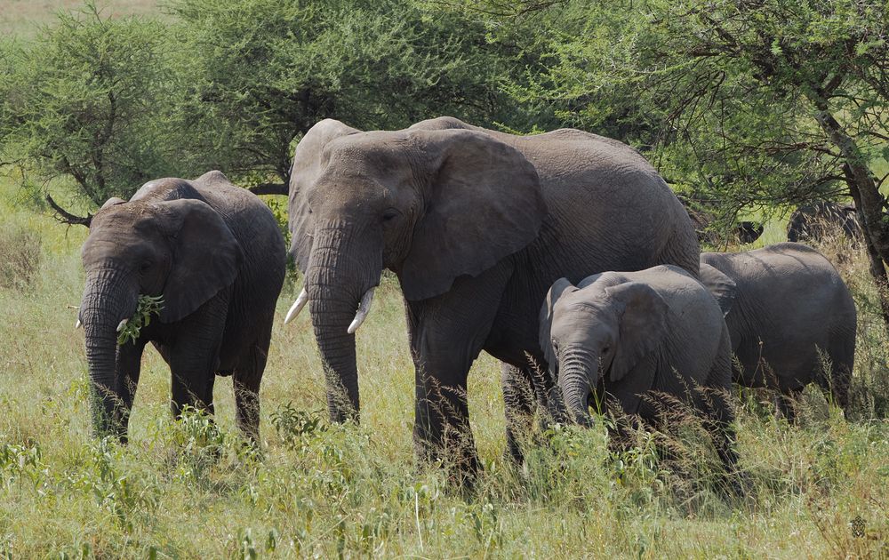Herd of African elephants walking through tall grass in the savanna.