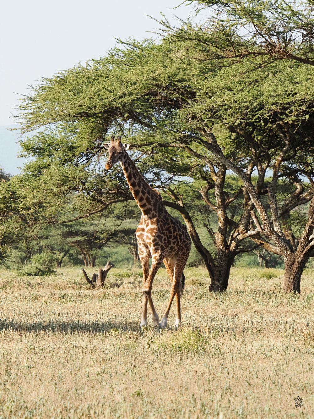 Giraffe standing among acacia trees in dry African savanna landscape.