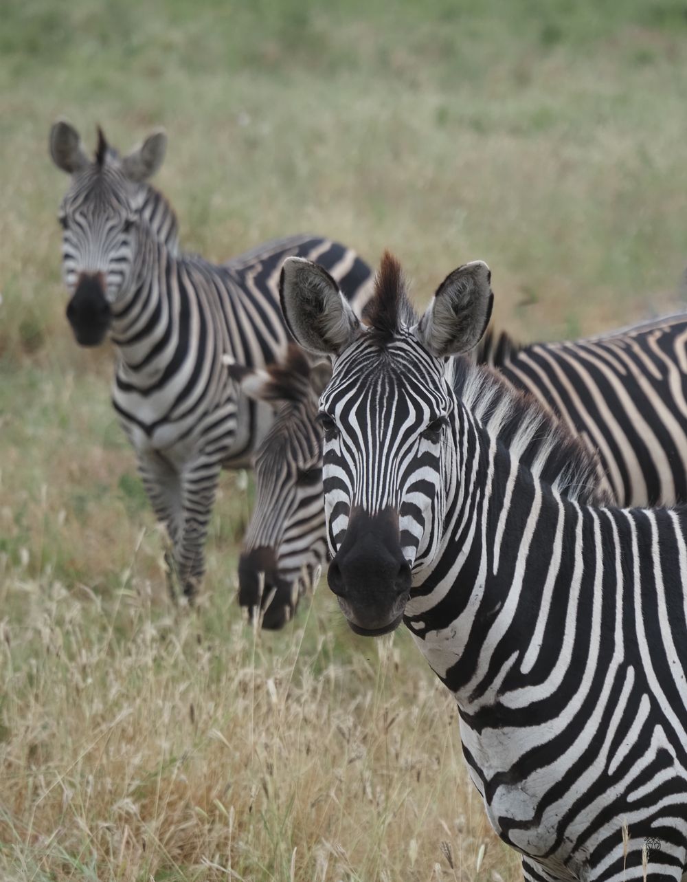 Close-up panoramic view of zebra heads showing their distinctive black and white striped patterns in grassland.