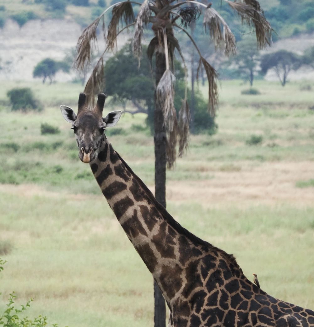 Several giraffes browsing among palm trees in an African savanna landscape.