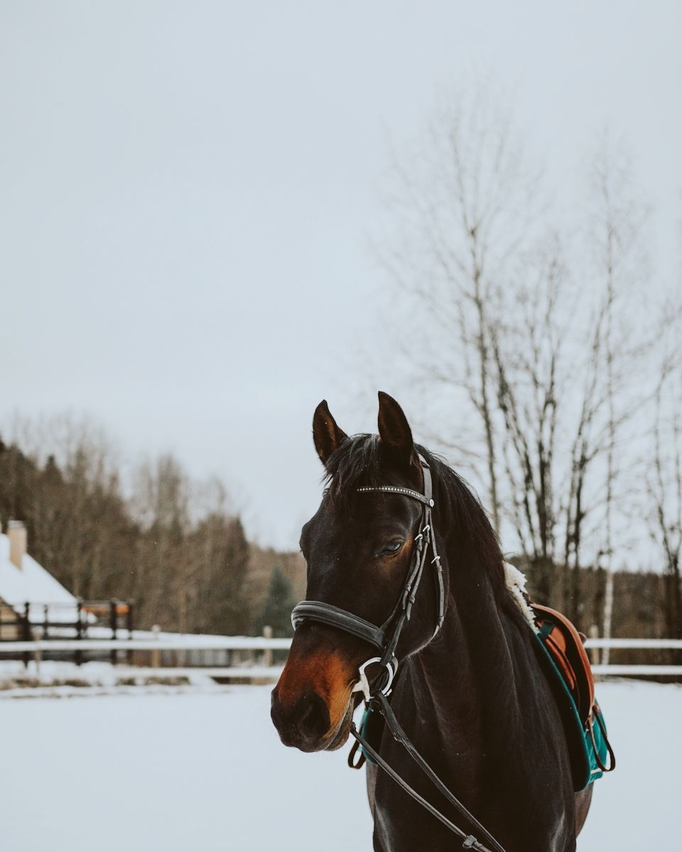 A group of dark brown horses standing in a snowy winter landscape with bare trees in the background.
