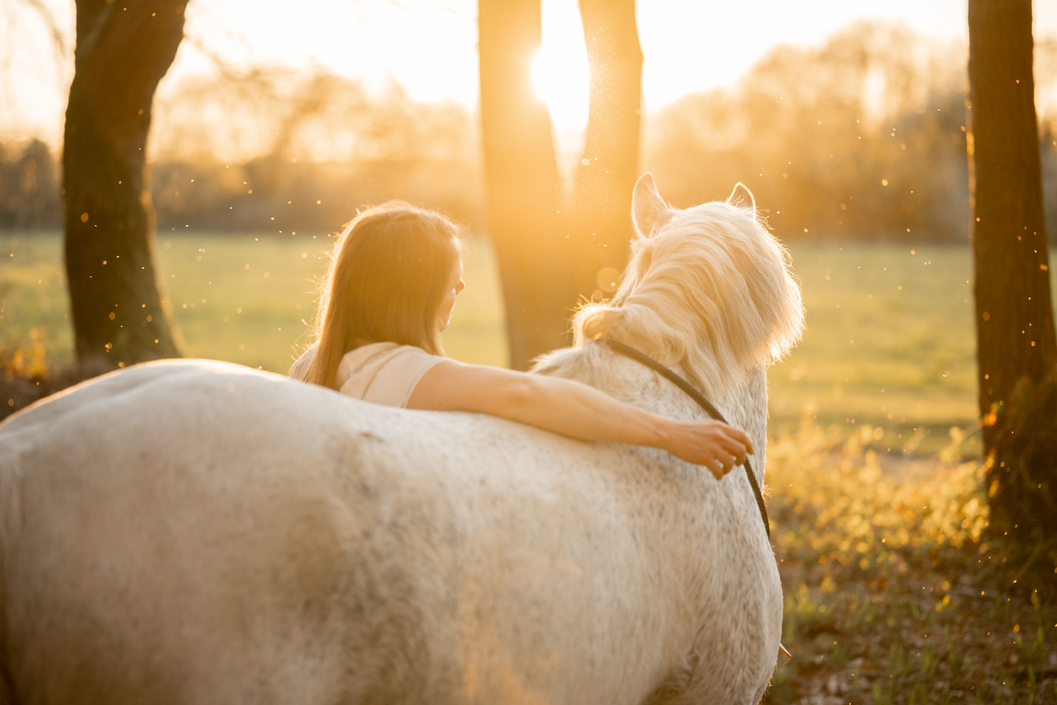 cheval femme champs de tournesols couché de soleil