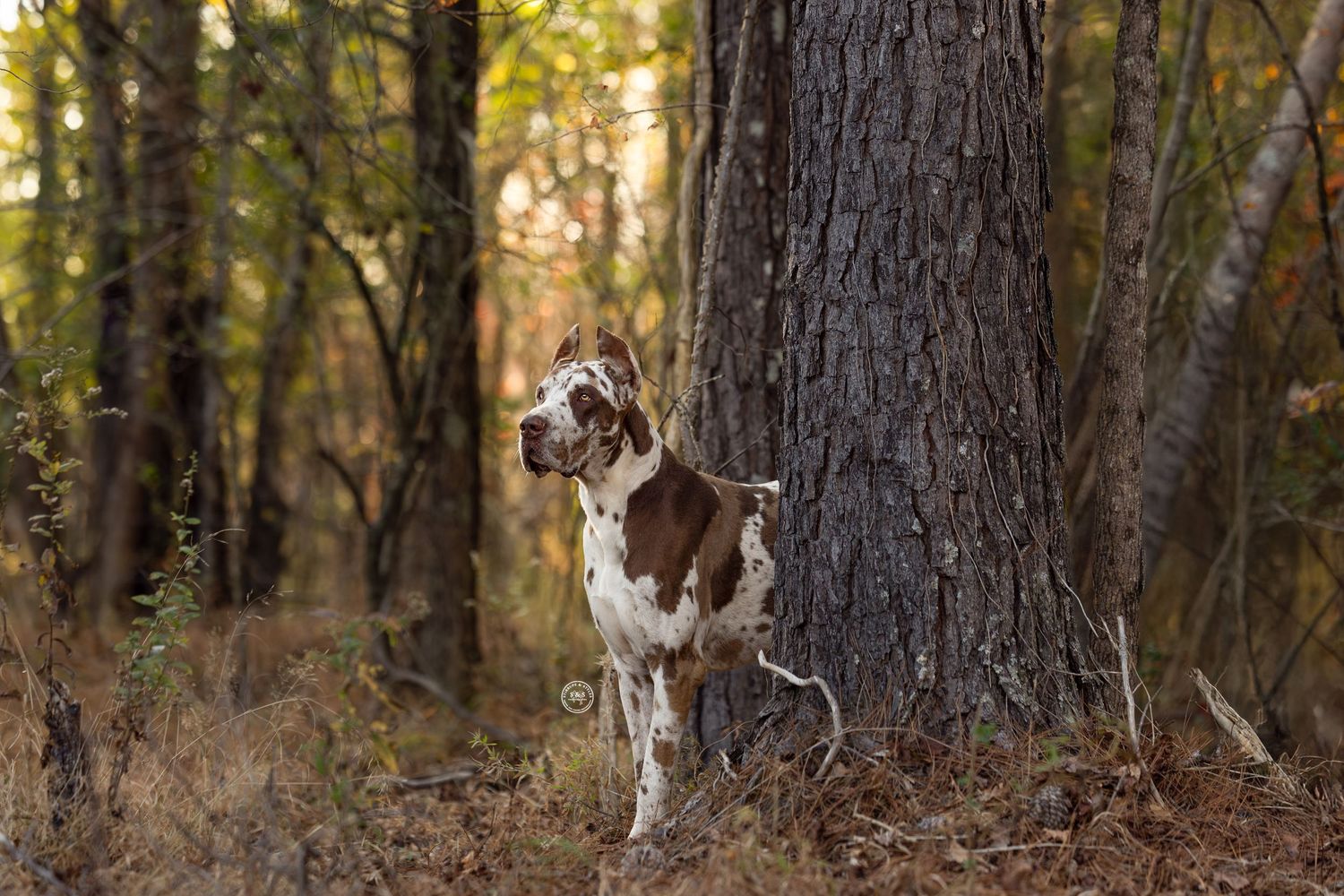 Brown and white pointer dog standing alert by large tree trunk in autumn forest with golden sunlight filtering through.
