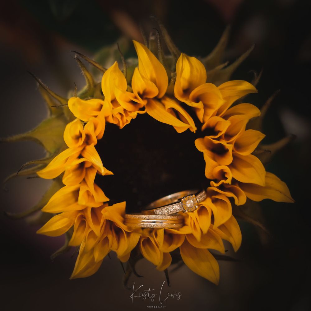A yellow sunflower with an engagement ring and a wedding ring placed in the flower. Shot in Blackwood, South Wales by K Lewis Photography