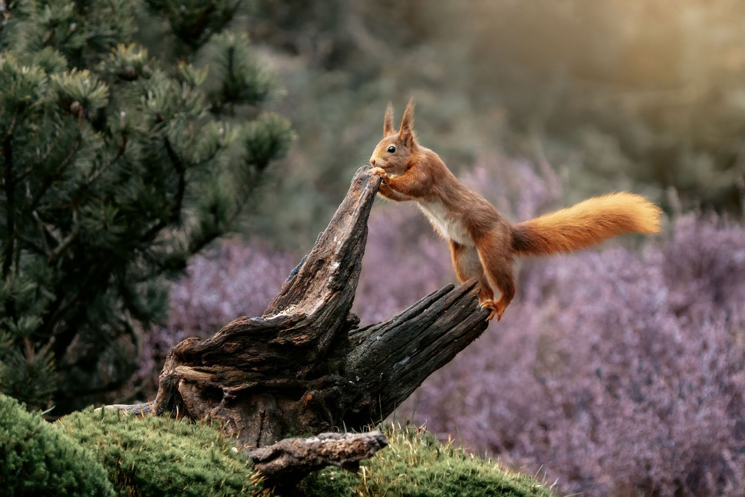 A red squirrel perched on a fallen log surrounded by blooming purple heather.