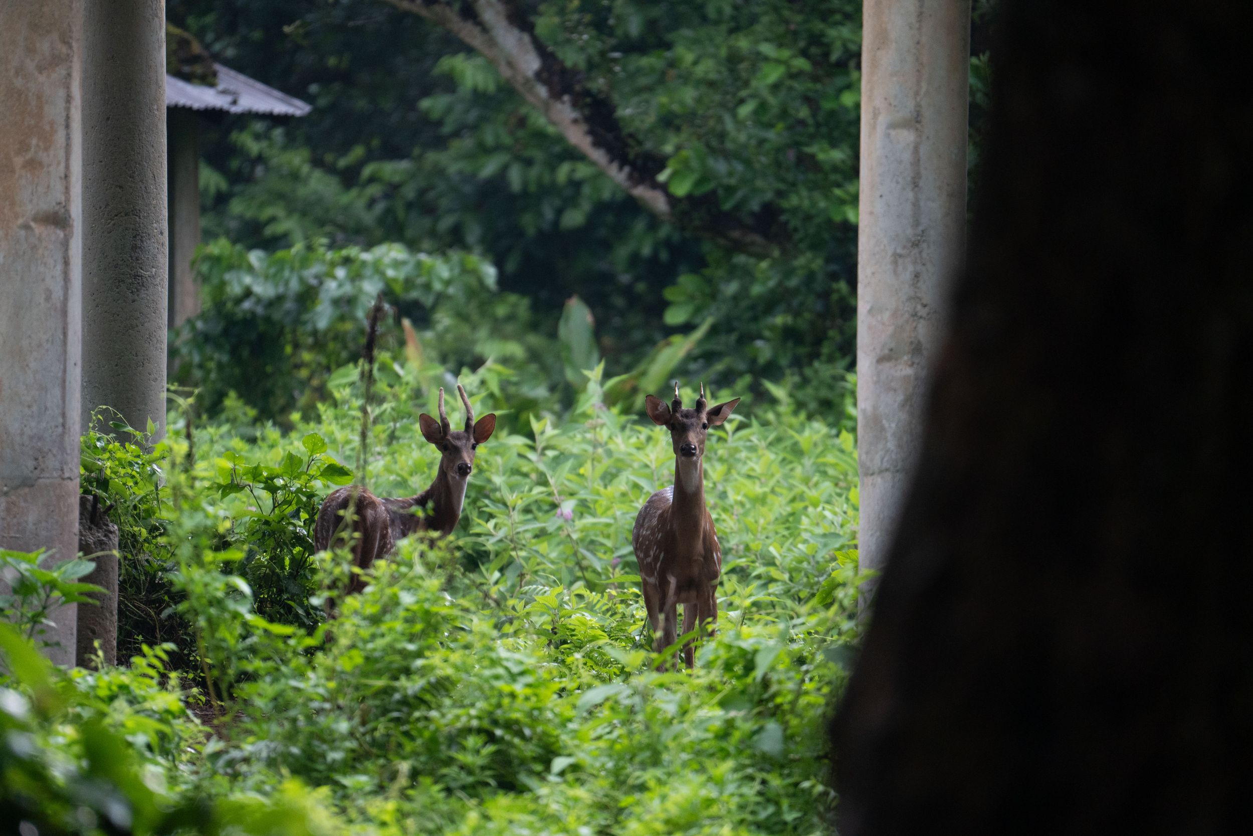 View through concrete pillars of elephants grazing in a lush green landscape.