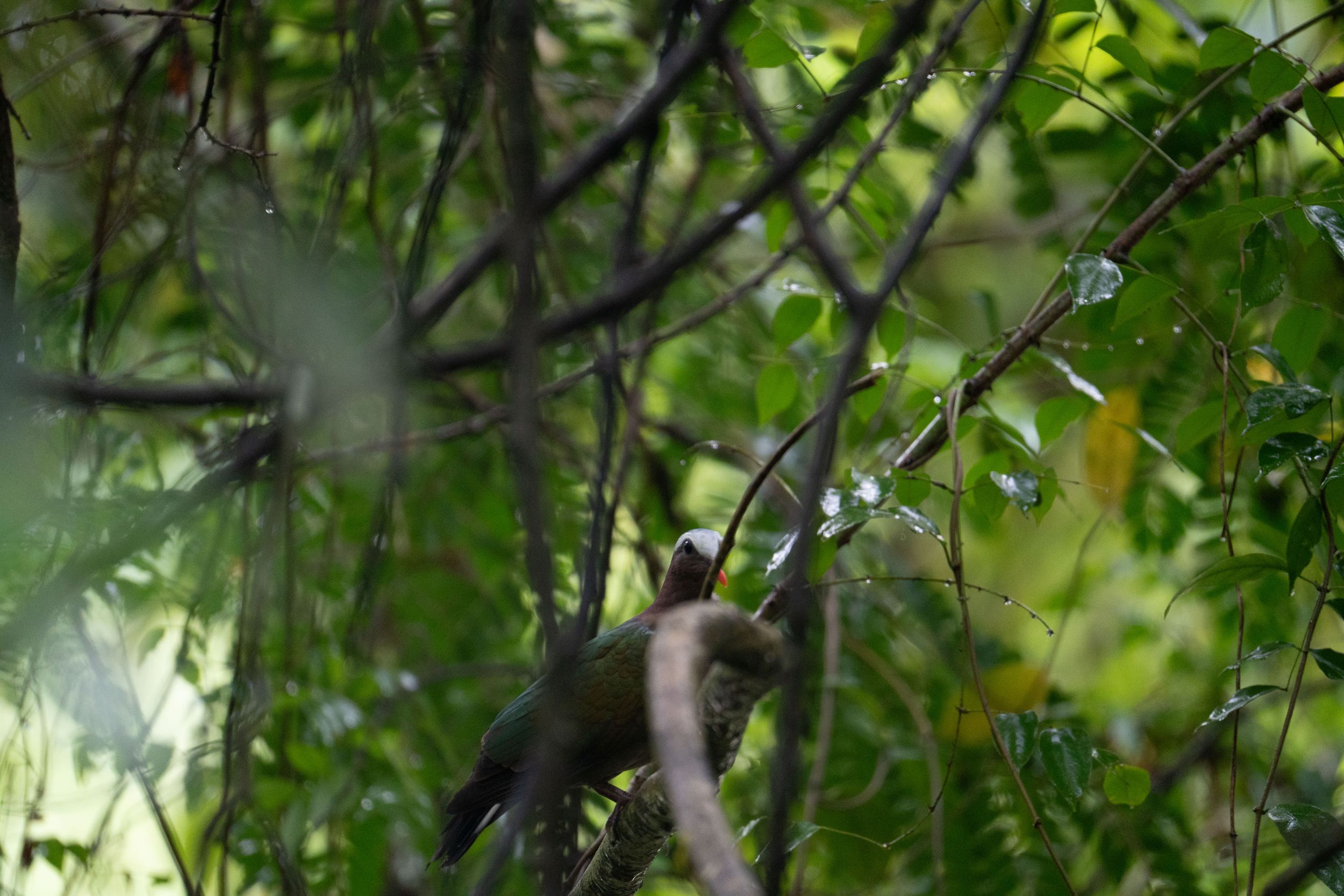 A small bird perched among green leafy branches in a forest setting.