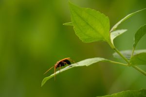 A red beetle rests on a bright green leaf against a blurred natural background.