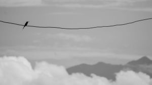 A lone bird silhouetted on a power line against cloudy sky and mountain backdrop.