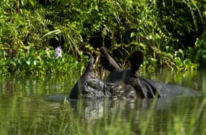 A hippo partially submerged in water among green aquatic plants.