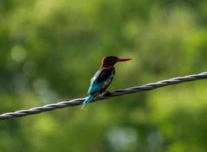 A vibrant kingfisher bird with blue and orange feathers perches on an electrical wire against a blurred green background.
