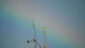 Small birds perch on bare branches against a sky with a rainbow in the background.
