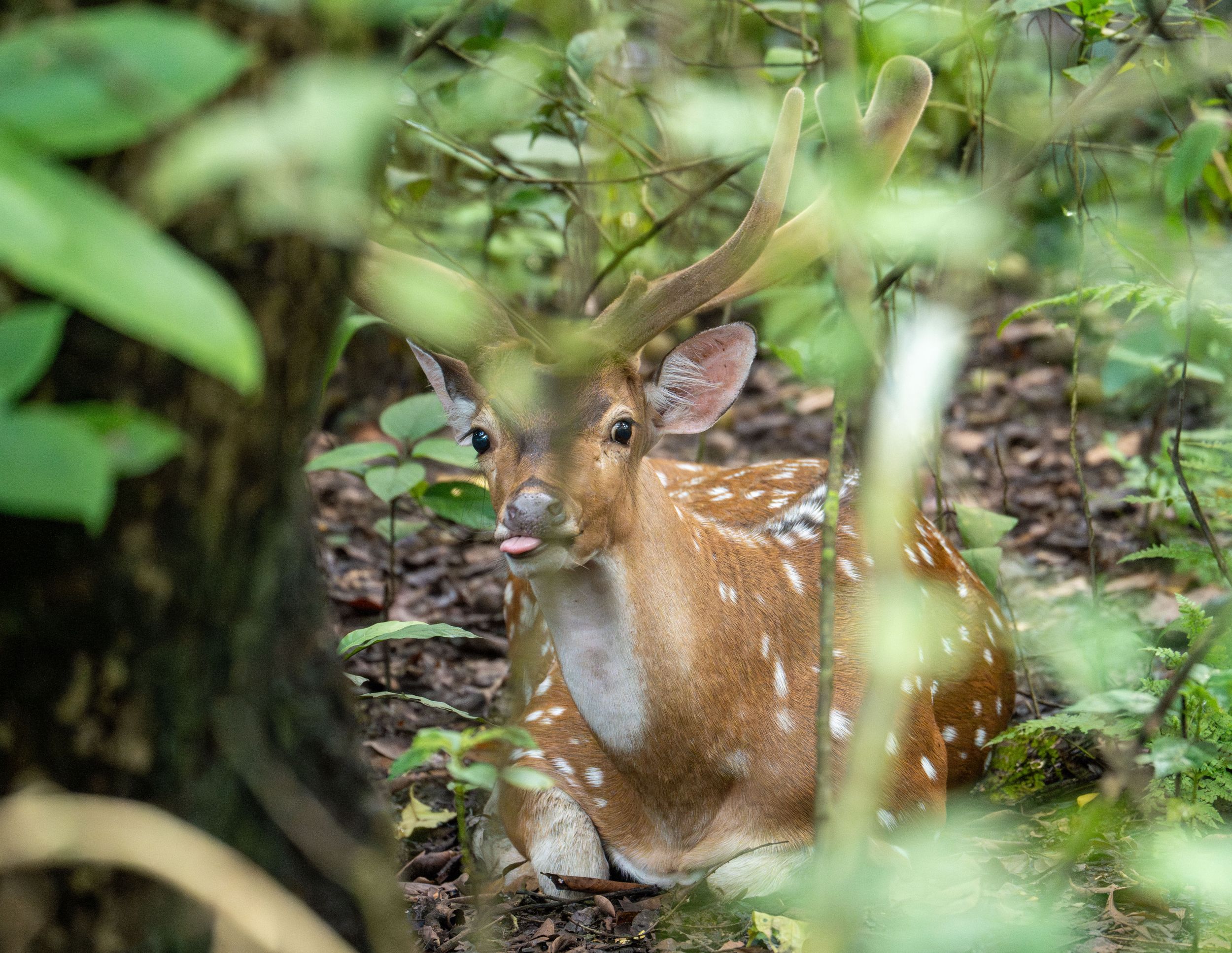 A spotted fawn rests hidden among green foliage on the forest floor.