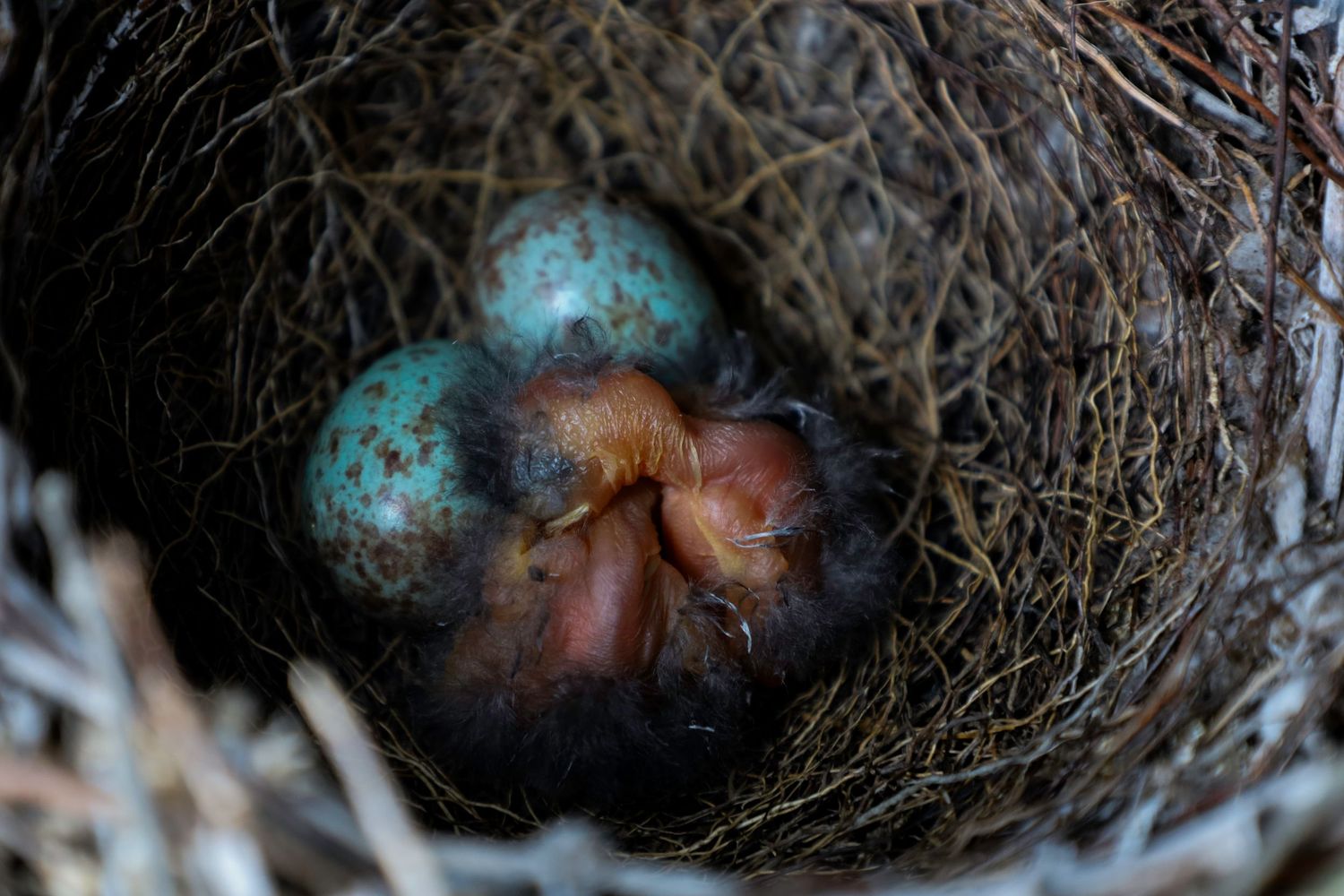Baby Birds