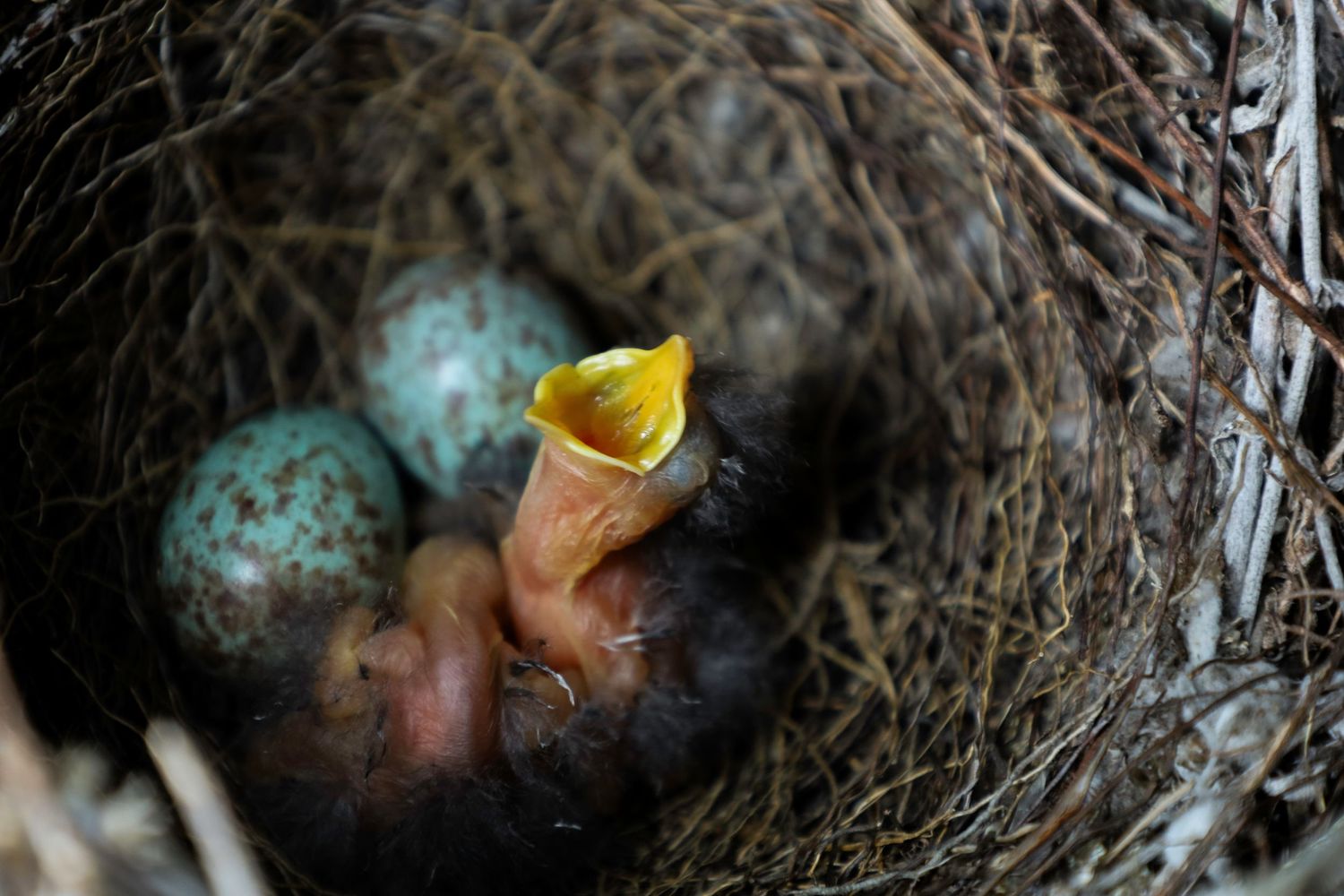 Baby Bird