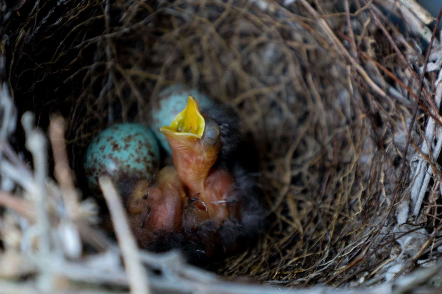 Baby Bird