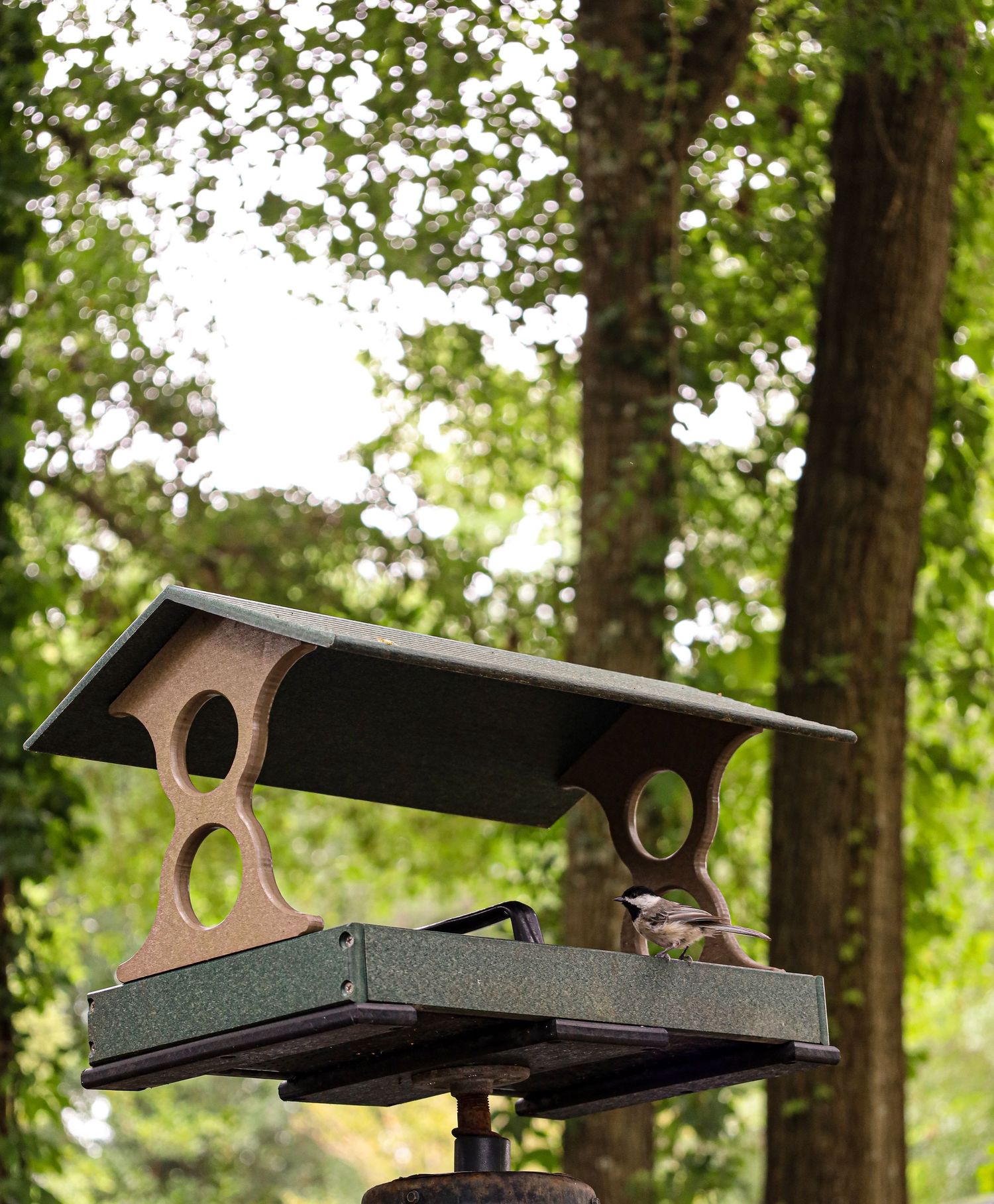 bird, nature, outdoor, outdoor photography, nature photography