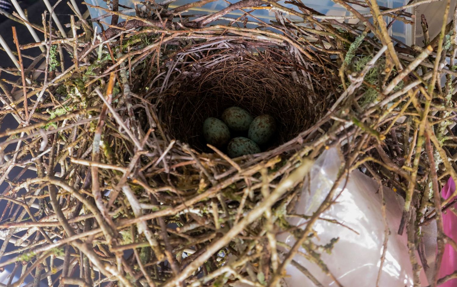 Bird Eggs