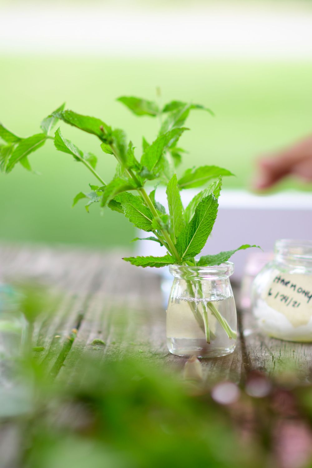 Fresh green herbs growing in a small glass jar with water against a soft blurred background.