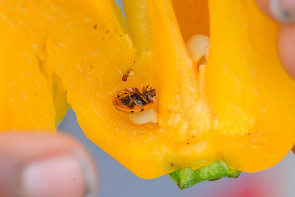 Close-up of a bee inside a bright yellow bell pepper.