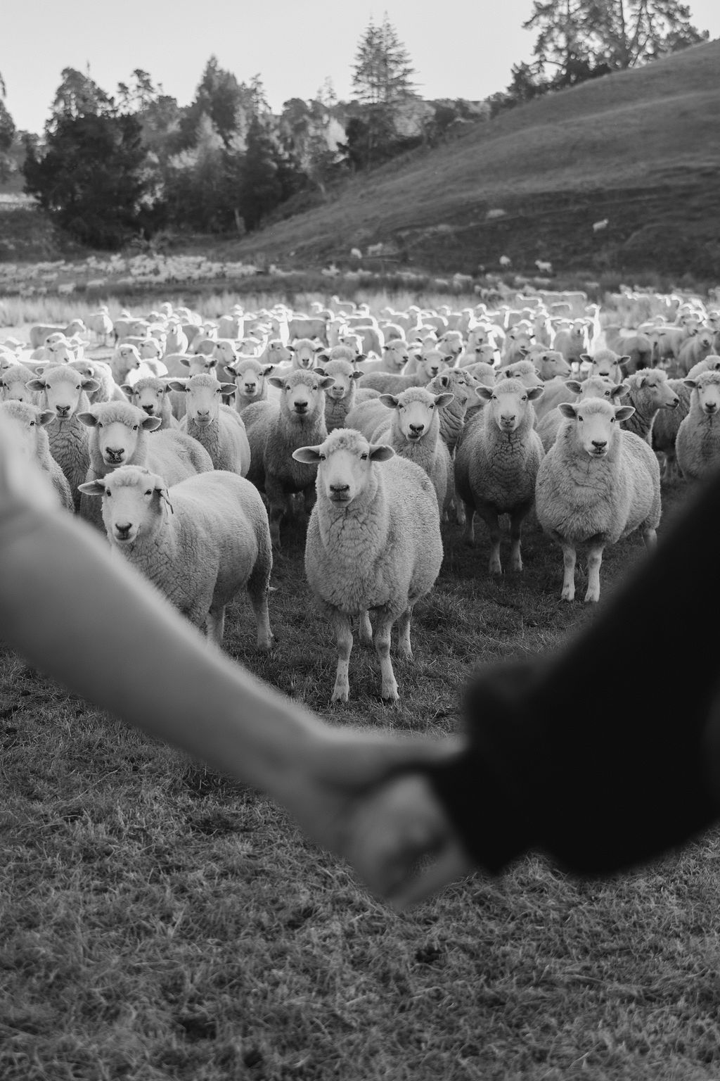 Fun laidback sunset engagement photos on farm in Moutere Valley, Nelson Tasman. Howdy Pictures are film wedding photographers in New Zealand