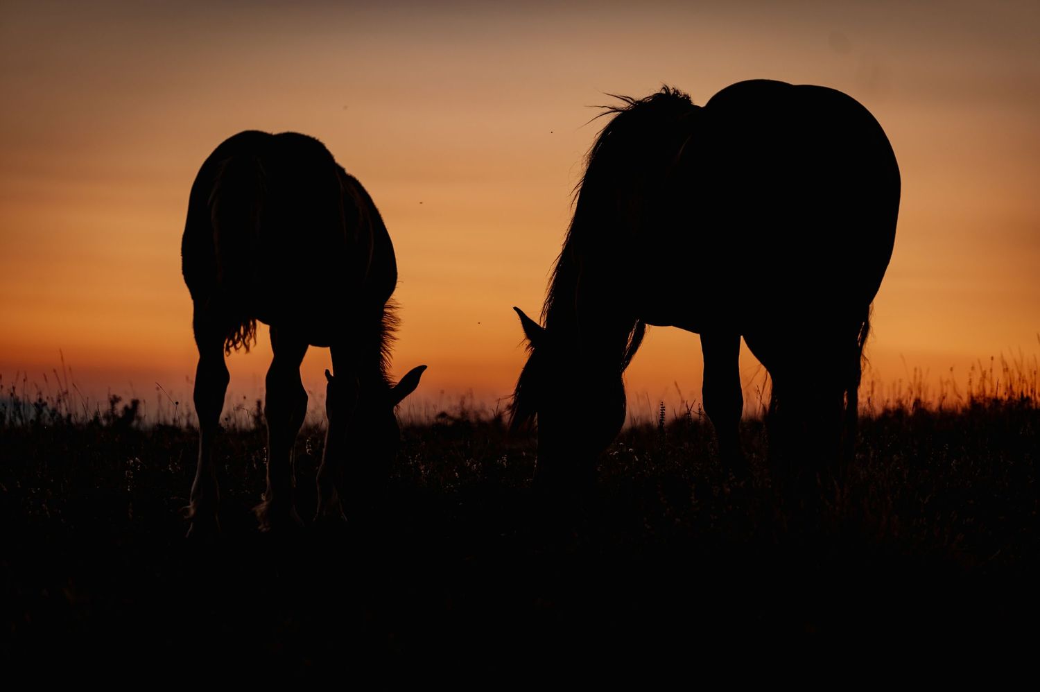 Wilde paarden op Monte Subasio bij zonsopgang in tegenlicht