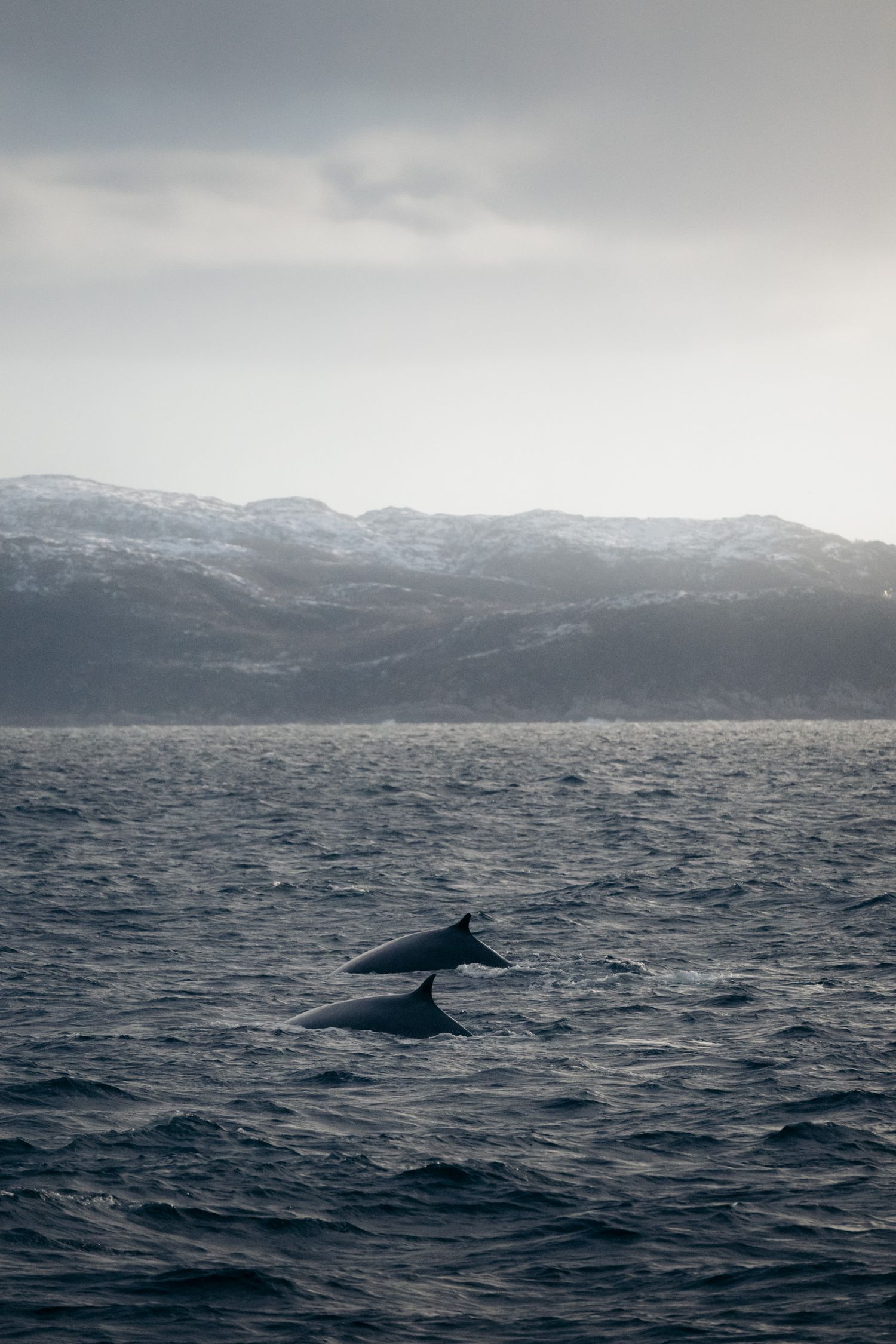 2 baleines sortent leur nageoire dorsale de l'eau du fjord en hiver à Tromso