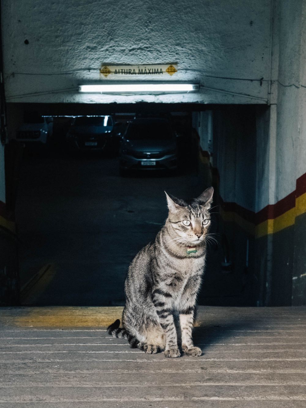 A gray tabby cat sits alertly in a dimly lit parking garage, creating a series of similar poses across multiple frames.