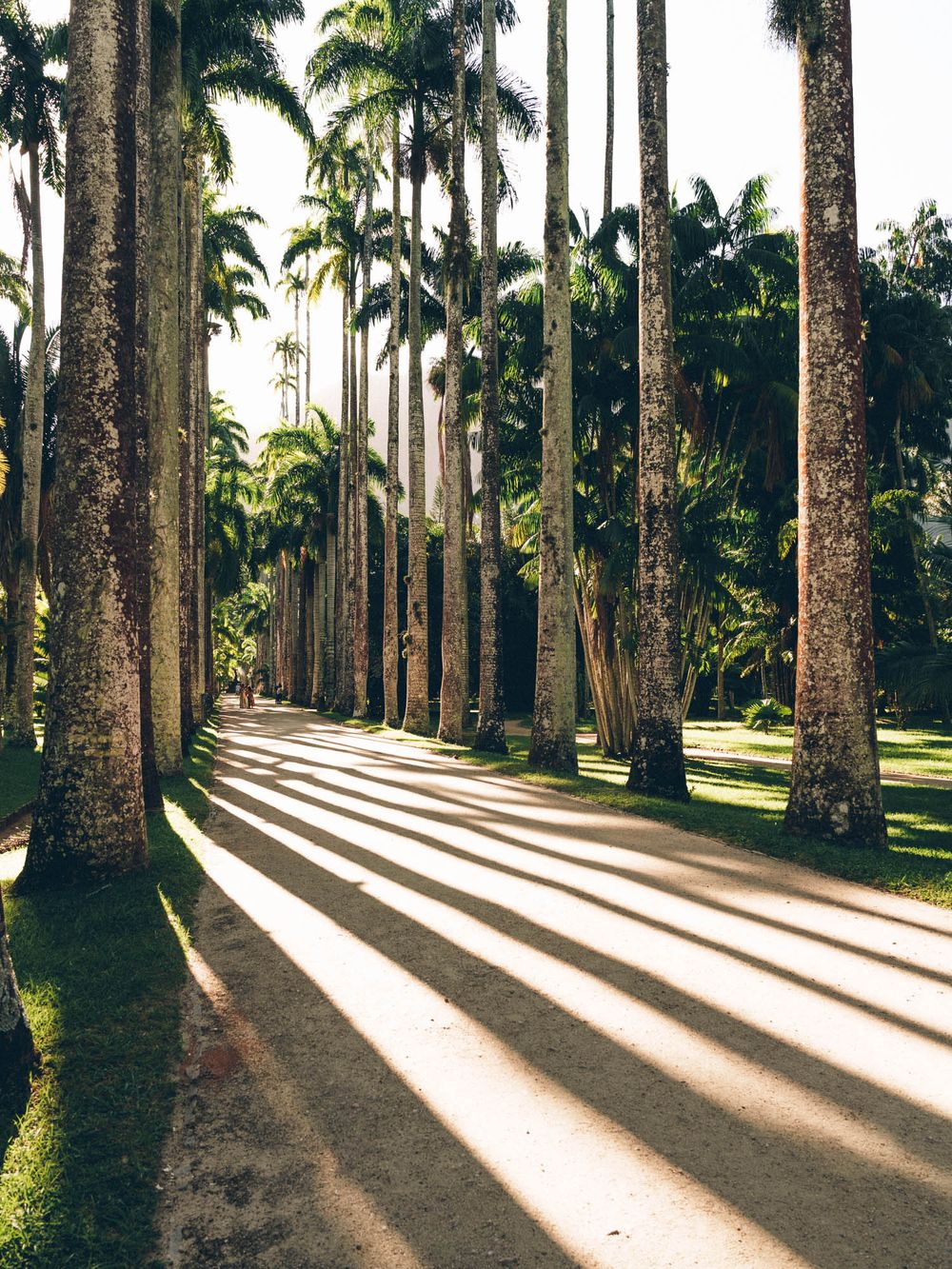 Tall palm trees cast dramatic shadows across a grassy path in a tropical garden during golden hour.