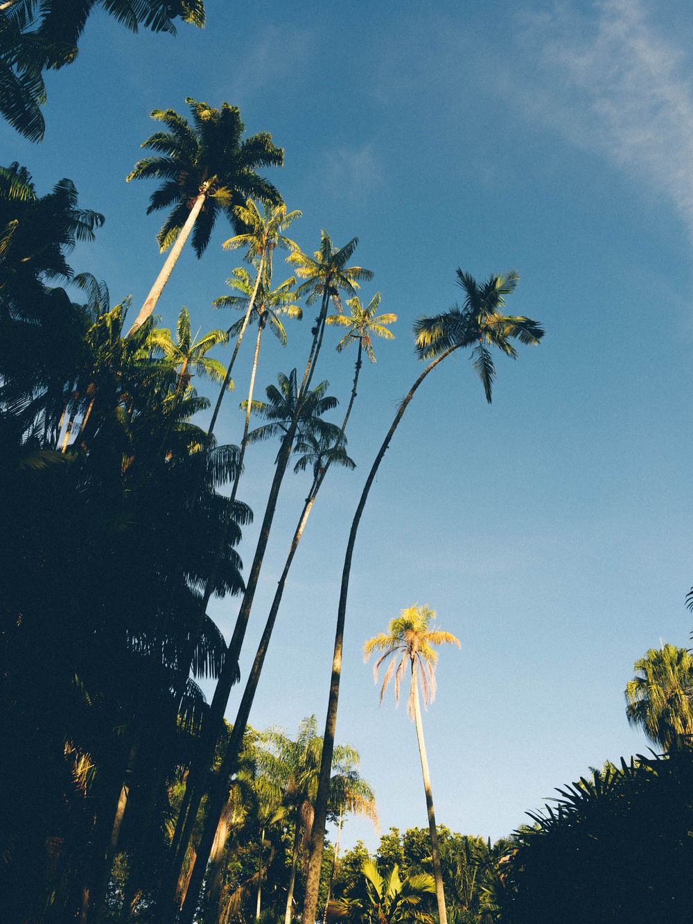 Tall palm trees stretch toward a vibrant blue sky with sunlight filtering through their fronds in a tropical setting.